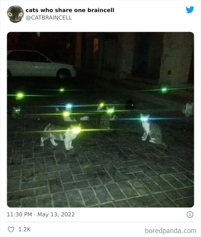 "Cats Who Share One Braincell": 50 Times Cats Acted So Dorky, Their Pics Ended Up On This Twitter Page