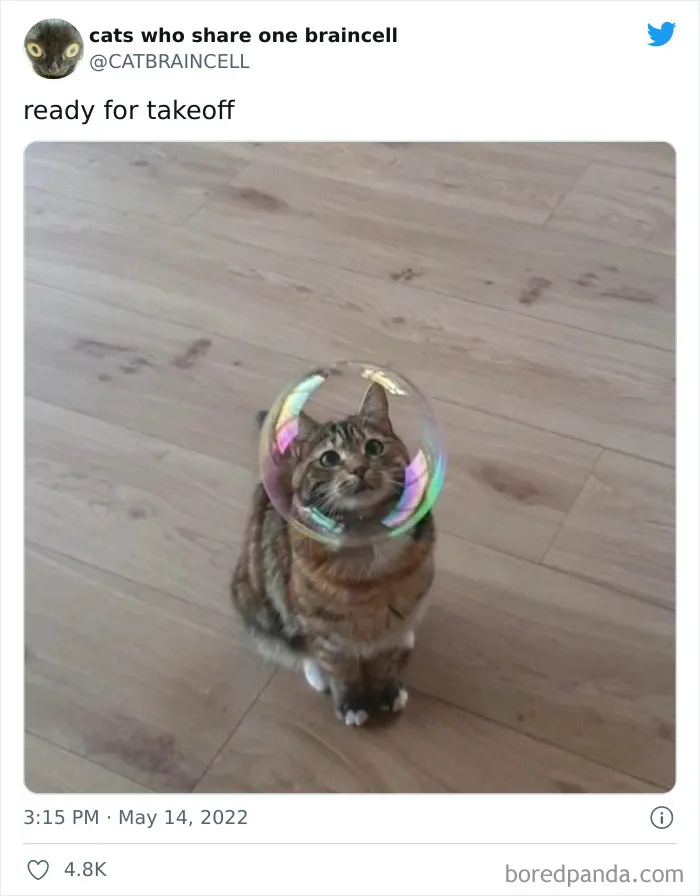"Cats Who Share One Braincell": 50 Times Cats Acted So Dorky, Their Pics Ended Up On This Twitter Page