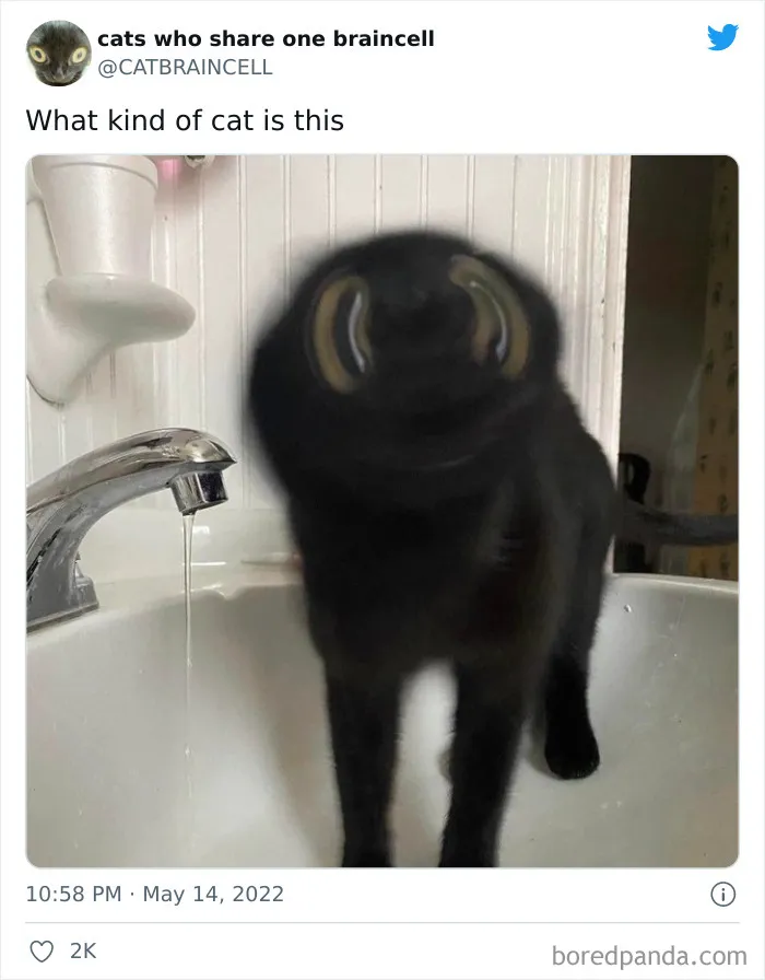 "Cats Who Share One Braincell": 50 Times Cats Acted So Dorky, Their Pics Ended Up On This Twitter Page