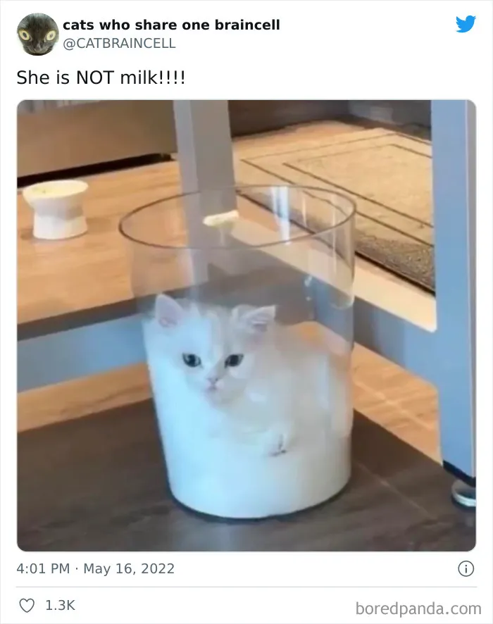 "Cats Who Share One Braincell": 50 Times Cats Acted So Dorky, Their Pics Ended Up On This Twitter Page
