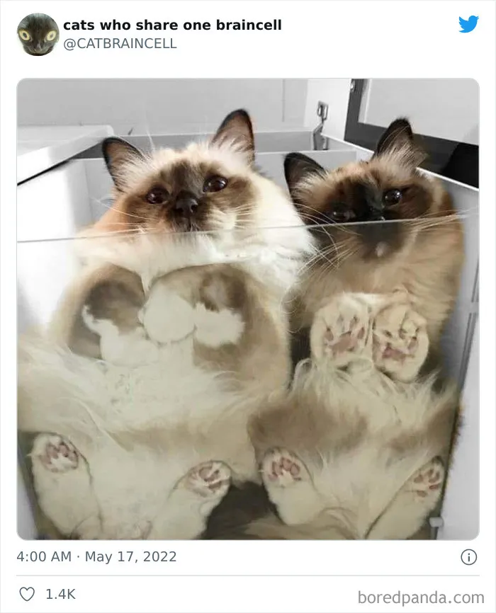 "Cats Who Share One Braincell": 50 Times Cats Acted So Dorky, Their Pics Ended Up On This Twitter Page
