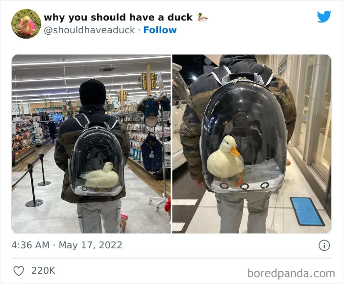 This Page "Why You Should Have A Duck" Is Dedicated To All Things Ducks And Here Are 35 Of The Best Posts