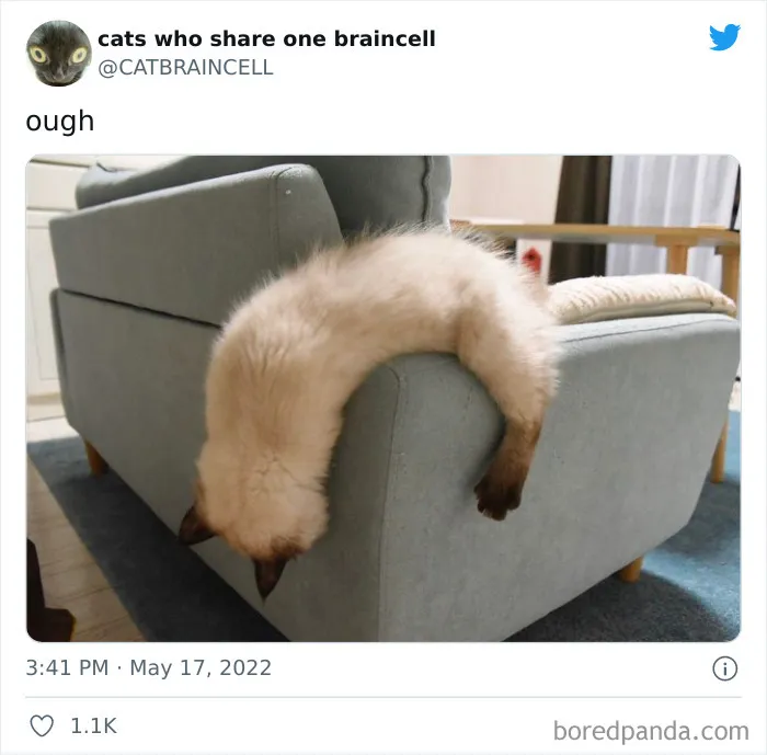 "Cats Who Share One Braincell": 50 Times Cats Acted So Dorky, Their Pics Ended Up On This Twitter Page
