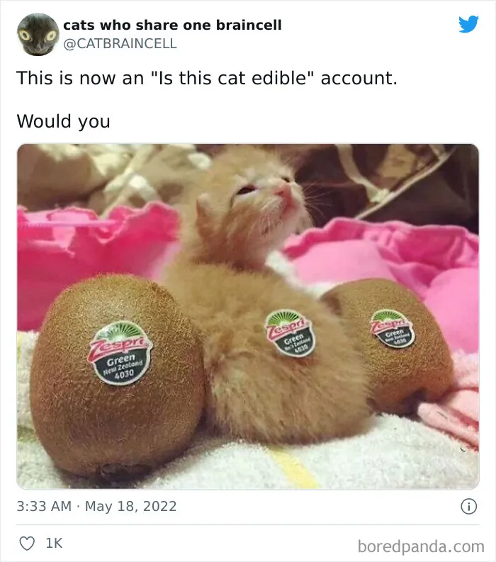 "Cats Who Share One Braincell": 50 Times Cats Acted So Dorky, Their Pics Ended Up On This Twitter Page