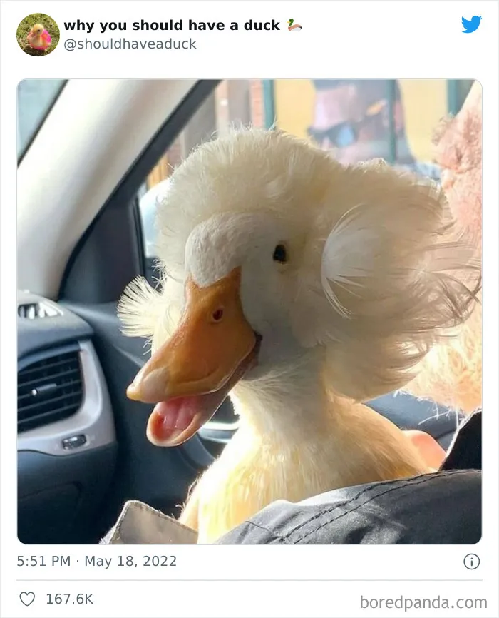 This Page "Why You Should Have A Duck" Is Dedicated To All Things Ducks And Here Are 35 Of The Best Posts
