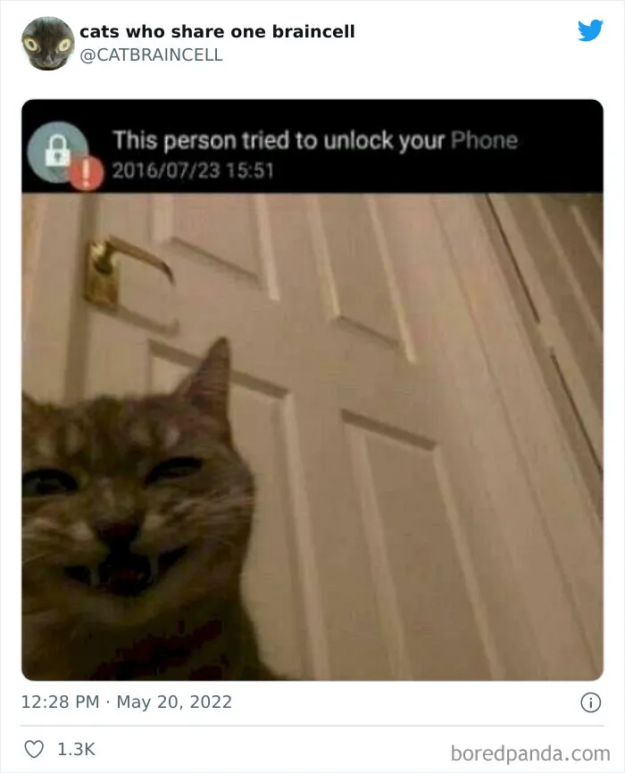 "Cats Who Share One Braincell": 50 Times Cats Acted So Dorky, Their Pics Ended Up On This Twitter Page