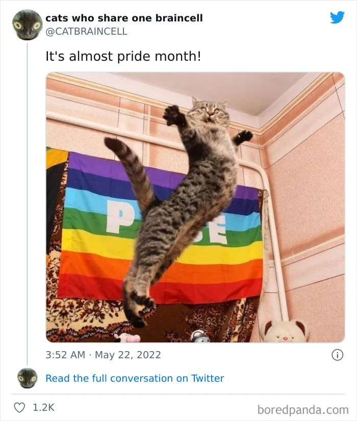 "Cats Who Share One Braincell": 50 Times Cats Acted So Dorky, Their Pics Ended Up On This Twitter Page