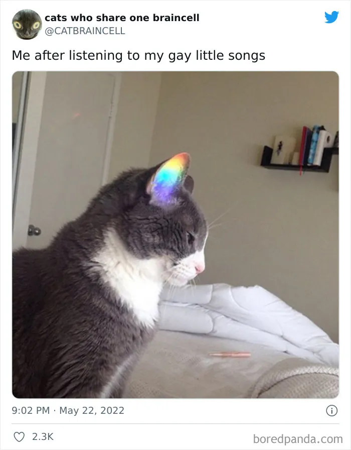 "Cats Who Share One Braincell": 50 Times Cats Acted So Dorky, Their Pics Ended Up On This Twitter Page