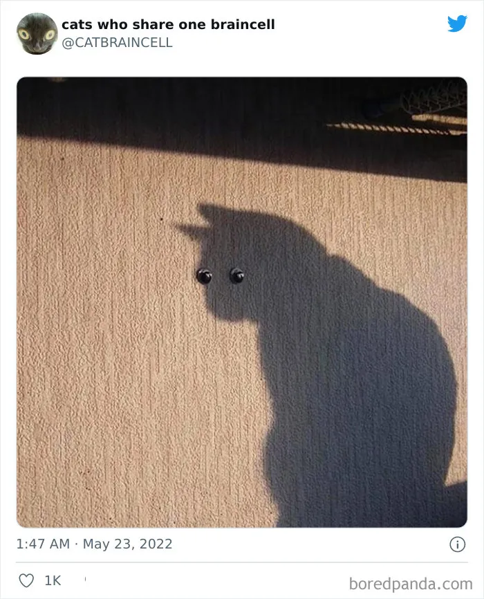 27 Gatos que comparten una sola neurona y cuyas fotos acabaron en twitter