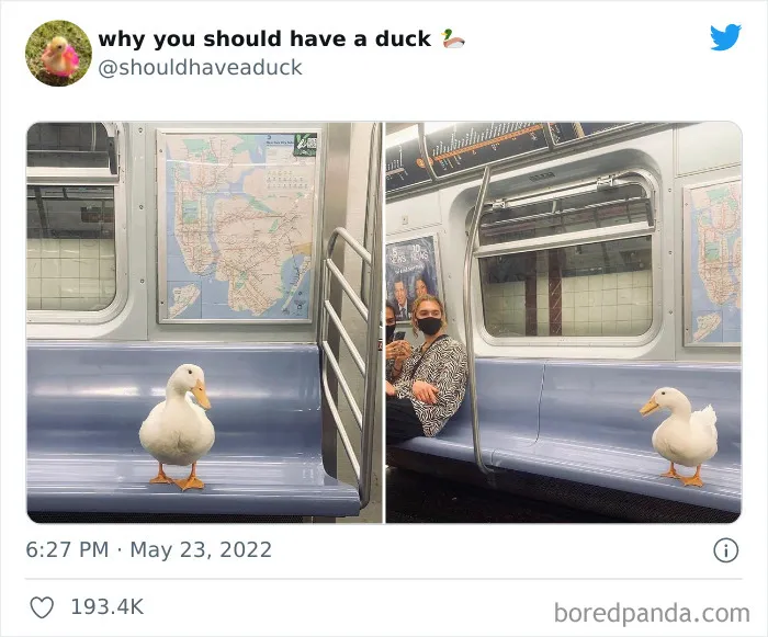 25 Publicaciones geniales de la página "Por qué deberías tener un pato"