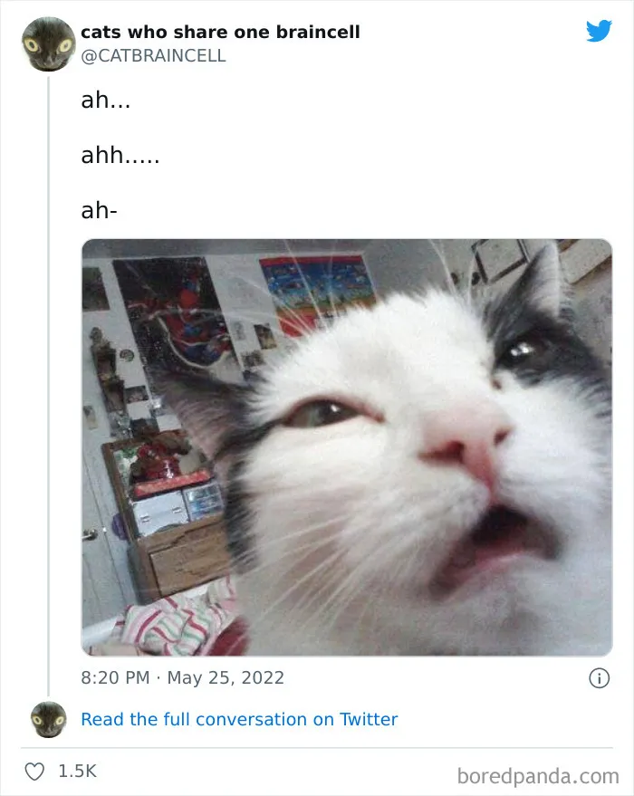 "Cats Who Share One Braincell": 50 Times Cats Acted So Dorky, Their Pics Ended Up On This Twitter Page