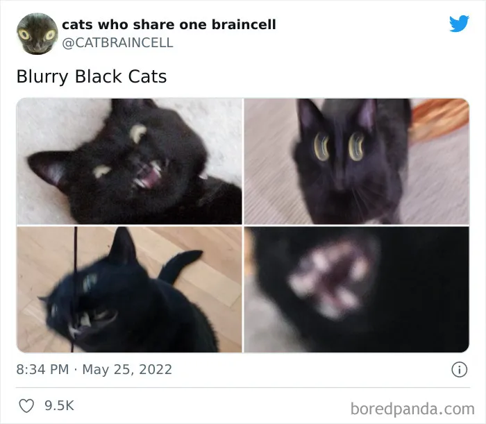 "Cats Who Share One Braincell": 50 Times Cats Acted So Dorky, Their Pics Ended Up On This Twitter Page