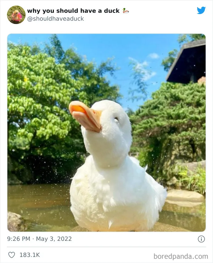 This Page "Why You Should Have A Duck" Is Dedicated To All Things Ducks And Here Are 35 Of The Best Posts