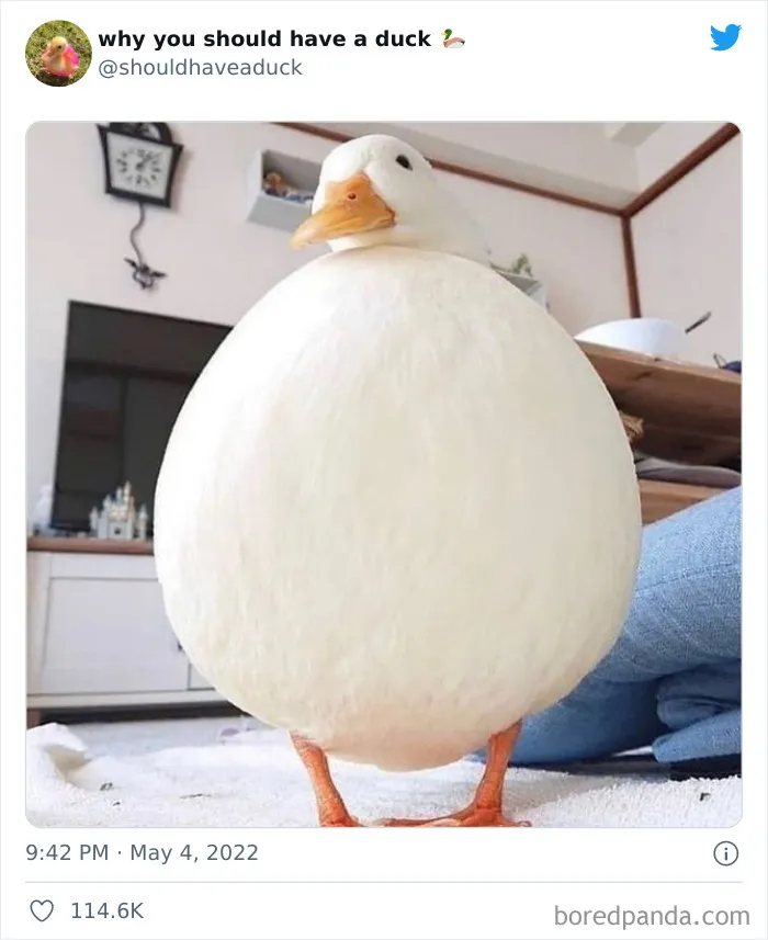 25 Publicaciones geniales de la página "Por qué deberías tener un pato"