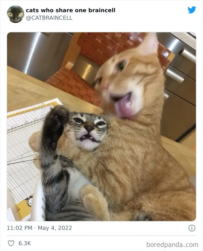 27 Gatos que comparten una sola neurona y cuyas fotos acabaron en twitter
