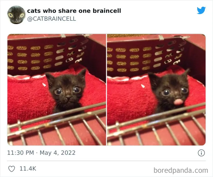 "Cats Who Share One Braincell": 50 Times Cats Acted So Dorky, Their Pics Ended Up On This Twitter Page