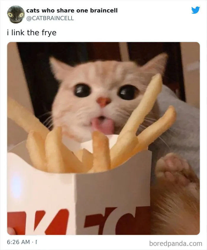 "Cats Who Share One Braincell": 50 Times Cats Acted So Dorky, Their Pics Ended Up On This Twitter Page