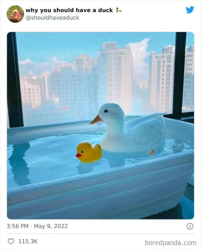 This Page "Why You Should Have A Duck" Is Dedicated To All Things Ducks And Here Are 35 Of The Best Posts