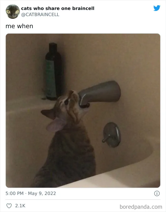 "Cats Who Share One Braincell": 50 Times Cats Acted So Dorky, Their Pics Ended Up On This Twitter Page