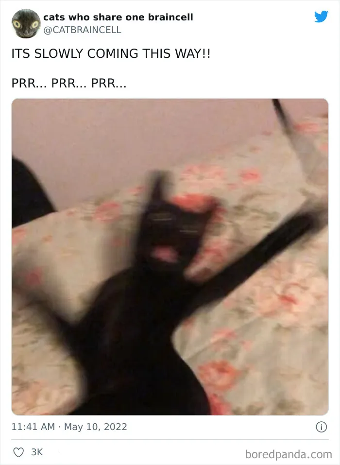 "Cats Who Share One Braincell": 50 Times Cats Acted So Dorky, Their Pics Ended Up On This Twitter Page
