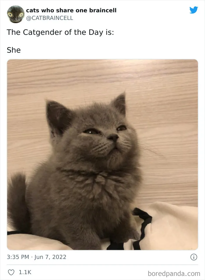 "Cats Who Share One Braincell": 50 Times Cats Acted So Dorky, Their Pics Ended Up On This Twitter Page