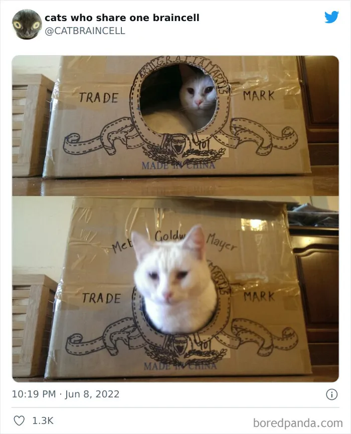 27 Gatos que comparten una sola neurona y cuyas fotos acabaron en twitter
