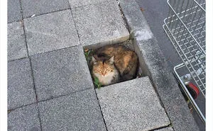 "Cats Who Share One Braincell": 50 Times Cats Acted So Dorky, Their Pics Ended Up On This Twitter Page