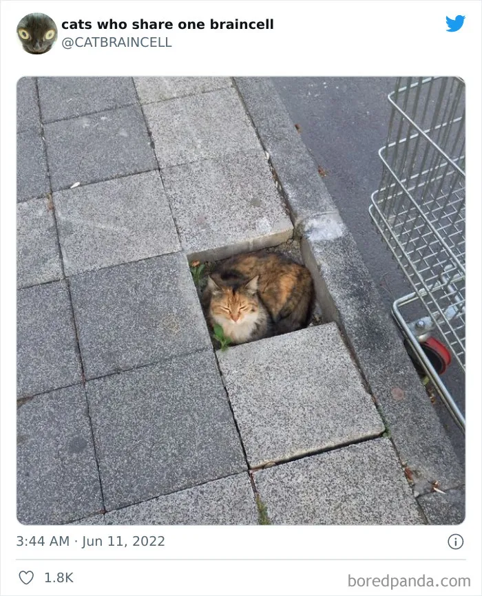 27 Gatos que comparten una sola neurona y cuyas fotos acabaron en twitter