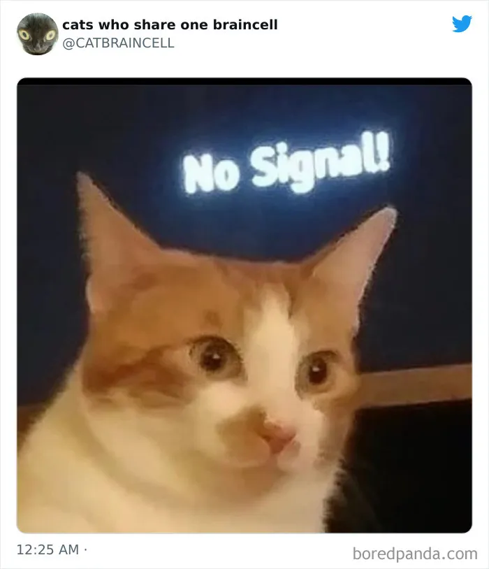 "Cats Who Share One Braincell": 50 Times Cats Acted So Dorky, Their Pics Ended Up On This Twitter Page