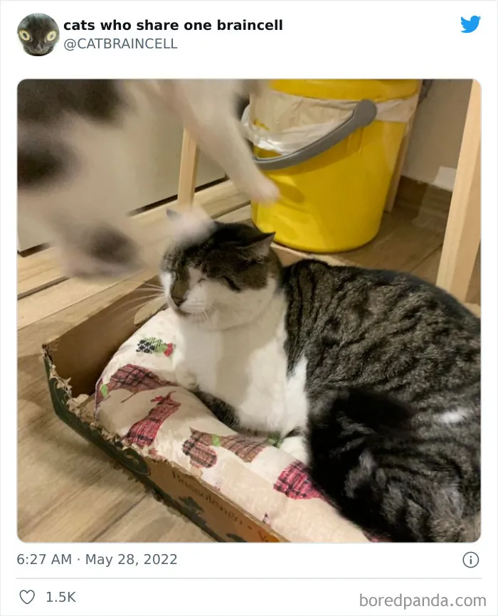 27 Gatos que comparten una sola neurona y cuyas fotos acabaron en twitter