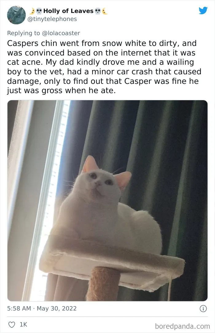 40 Pet Owners Share The Most Ridiculous Reason They Had To Bring Their Pet To The Vet