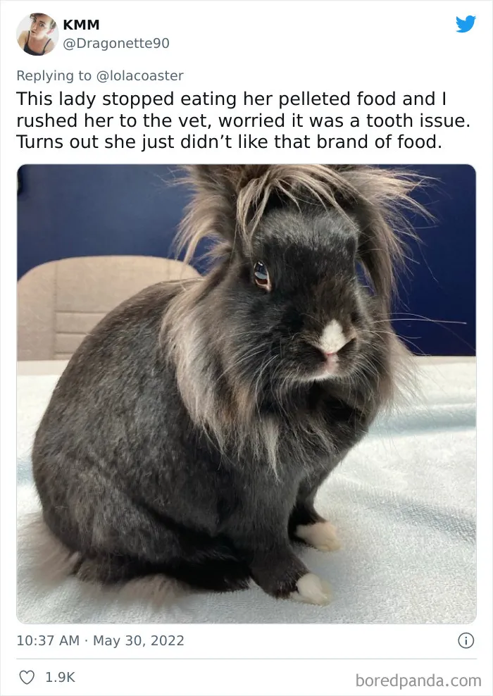 40 Pet Owners Share The Most Ridiculous Reason They Had To Bring Their Pet To The Vet