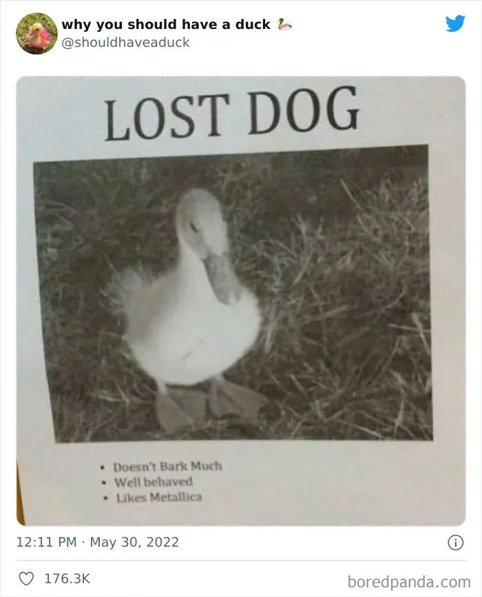 This Page "Why You Should Have A Duck" Is Dedicated To All Things Ducks And Here Are 35 Of The Best Posts