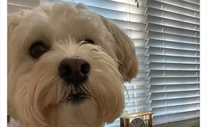40 Pet Owners Share The Most Ridiculous Reason They Had To Bring Their Pet To The Vet