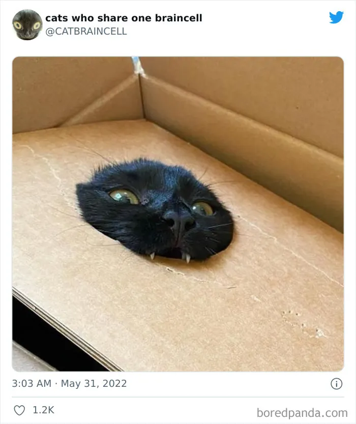 27 Gatos que comparten una sola neurona y cuyas fotos acabaron en twitter