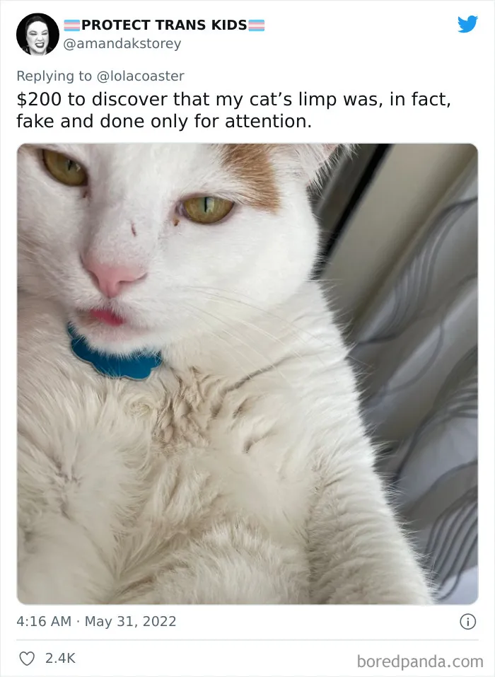 40 Pet Owners Share The Most Ridiculous Reason They Had To Bring Their Pet To The Vet