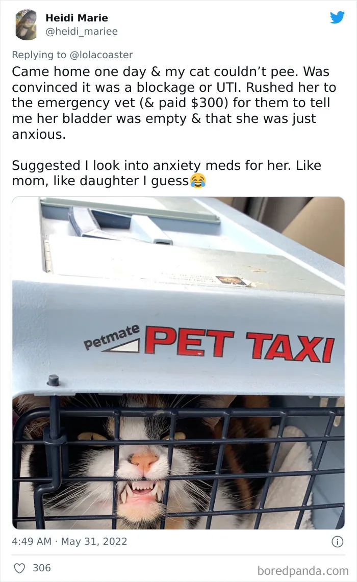 40 Pet Owners Share The Most Ridiculous Reason They Had To Bring Their Pet To The Vet