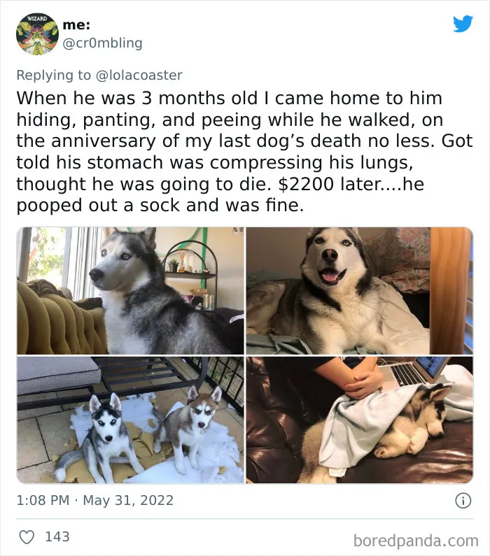 40 Pet Owners Share The Most Ridiculous Reason They Had To Bring Their Pet To The Vet