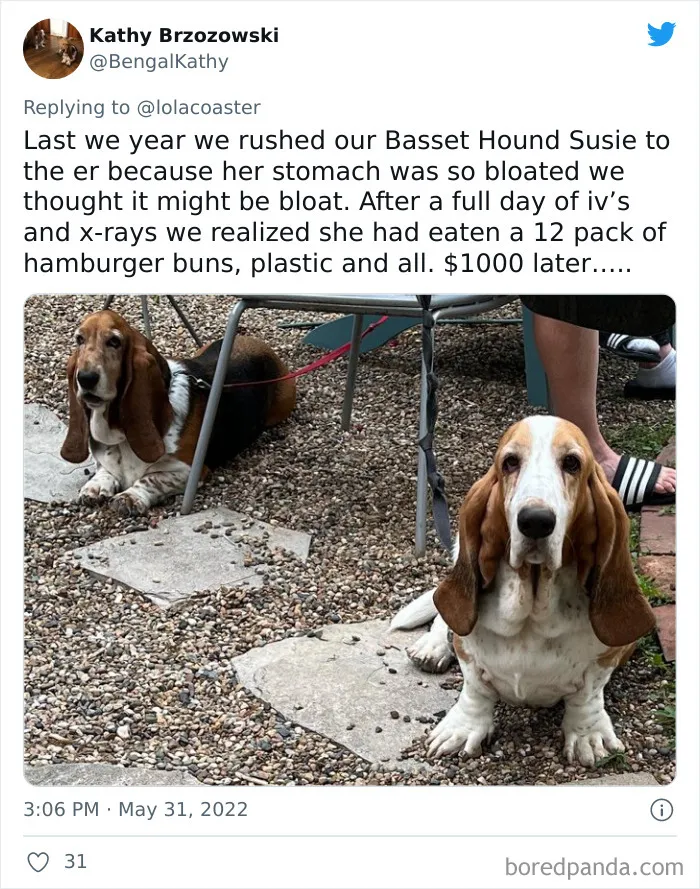 40 Pet Owners Share The Most Ridiculous Reason They Had To Bring Their Pet To The Vet