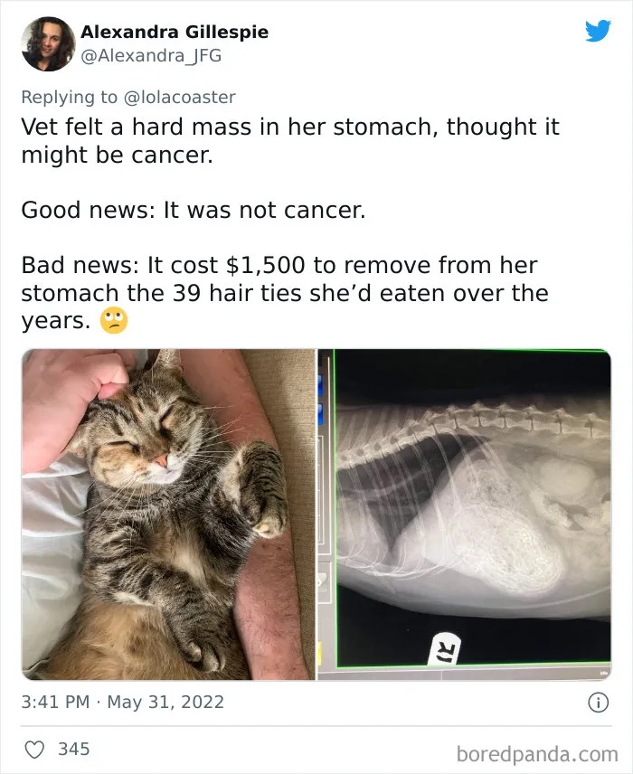 40 Pet Owners Share The Most Ridiculous Reason They Had To Bring Their Pet To The Vet