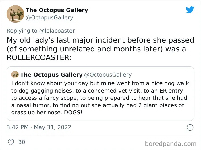 40 Pet Owners Share The Most Ridiculous Reason They Had To Bring Their Pet To The Vet