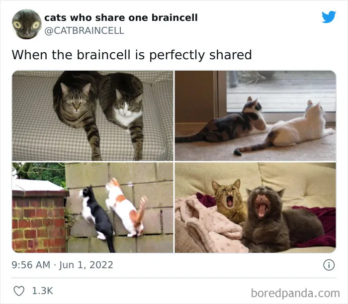 "Cats Who Share One Braincell": 50 Times Cats Acted So Dorky, Their Pics Ended Up On This Twitter Page