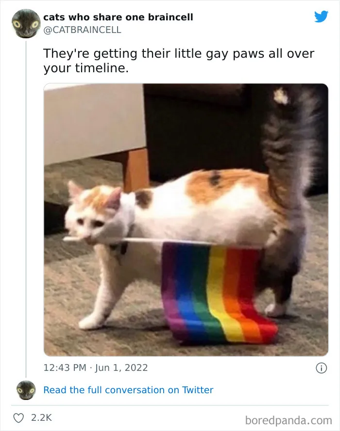 "Cats Who Share One Braincell": 50 Times Cats Acted So Dorky, Their Pics Ended Up On This Twitter Page