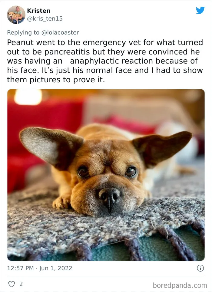 Ridiculous-Vet-Bills
