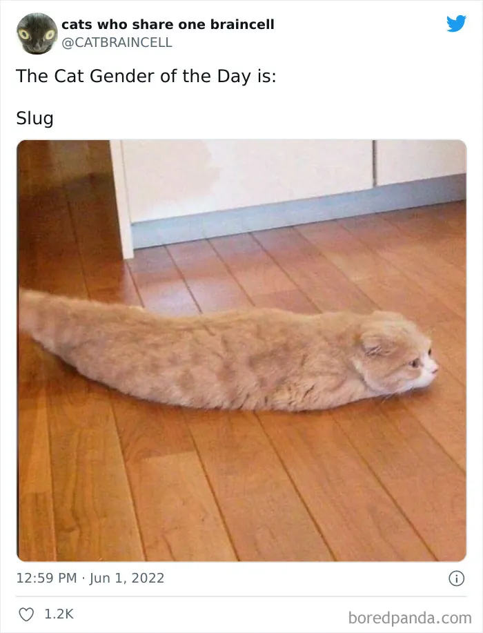 "Cats Who Share One Braincell": 50 Times Cats Acted So Dorky, Their Pics Ended Up On This Twitter Page