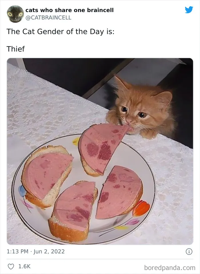 "Cats Who Share One Braincell": 50 Times Cats Acted So Dorky, Their Pics Ended Up On This Twitter Page