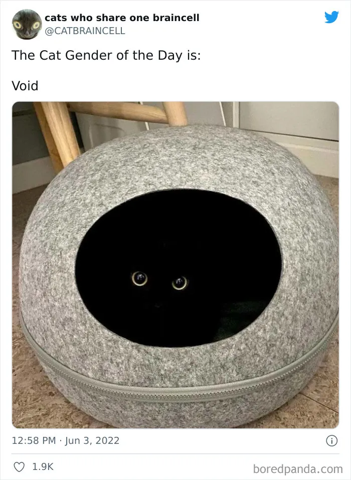 "Cats Who Share One Braincell": 50 Times Cats Acted So Dorky, Their Pics Ended Up On This Twitter Page