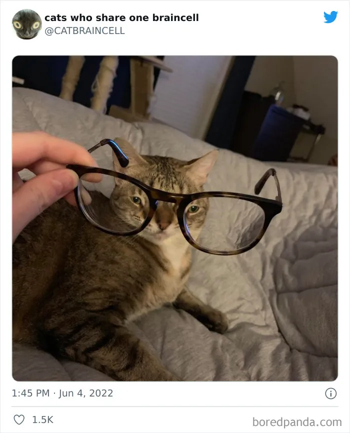 27 Gatos que comparten una sola neurona y cuyas fotos acabaron en twitter