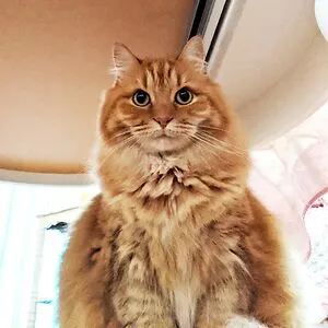 kitteh floof lover