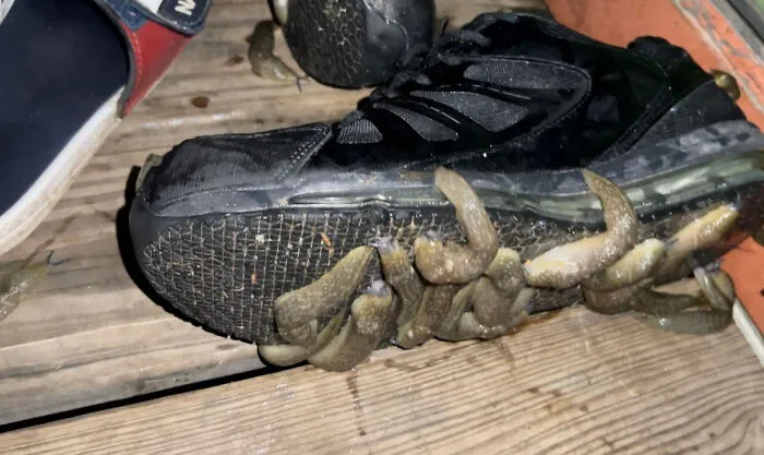 I Have Been Losing My Mind Over How My Work Shoes Are Always Spotless In The Morning After Being Out On My Porch Overnight, I Wore Different Shoes To Work Last Night And I Found Out Why When I Came Home